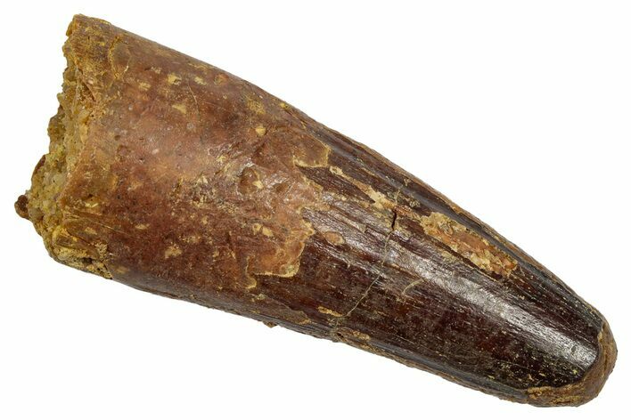 Fossil Spinosaurus Tooth - Feeding Worn Tip #345495